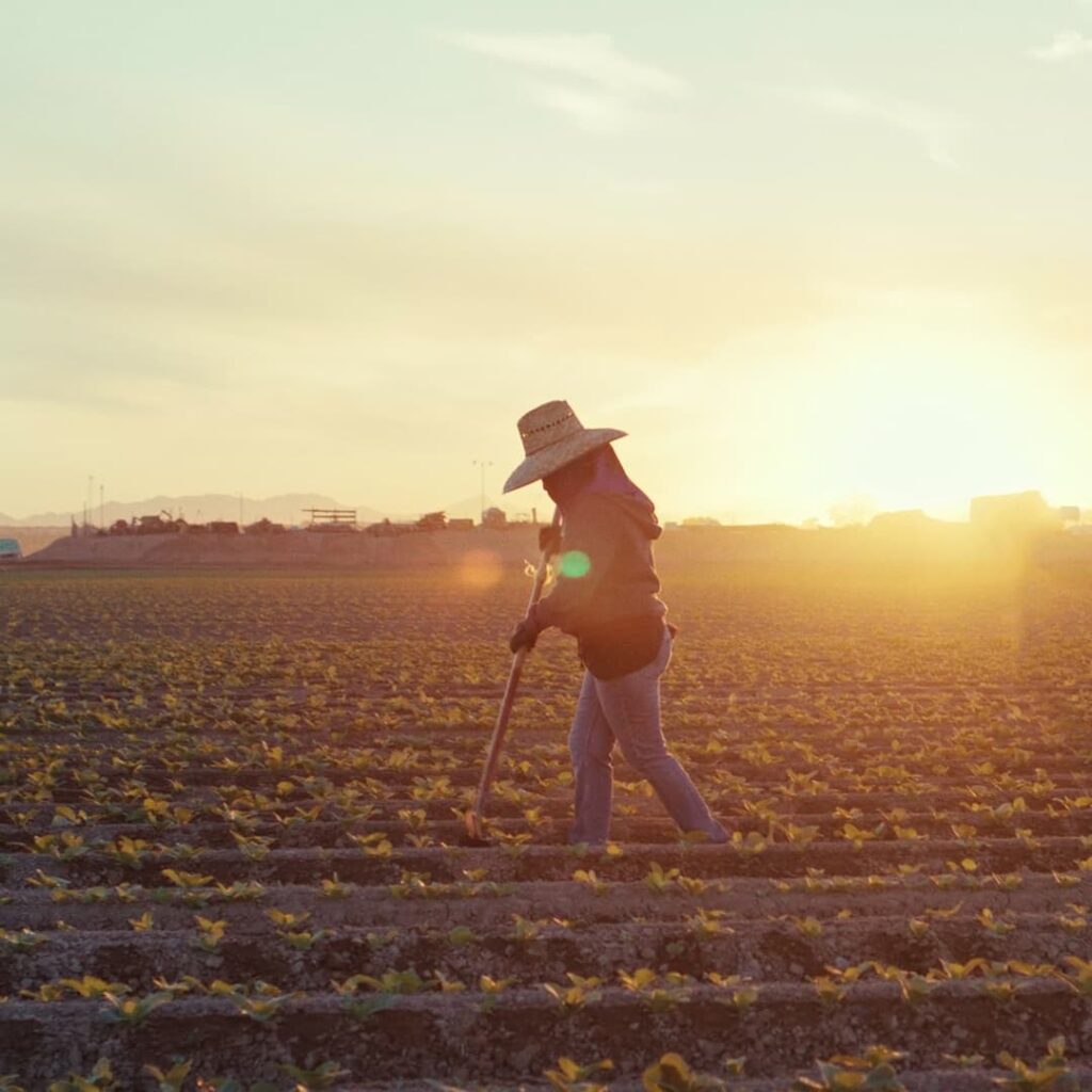A farm worker working the field at sunset, silhouetted against the soft golden light of the setting sun.